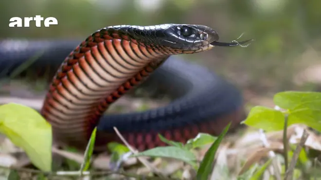 La mort au bout des crocs : serpents venimeux d'Australie