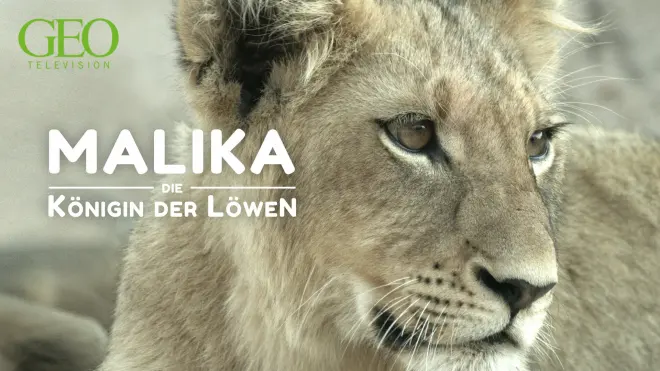 Malika - Die Königin der Löwen