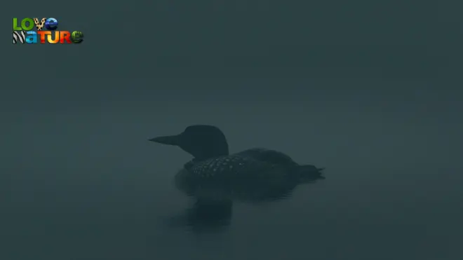 Loons: A Cry From the Mist