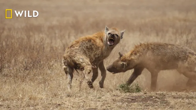 National Geographic Wild D - Animal Fight Club - Τρι 12 Οκτ 2021 03:15 πμ  CEST