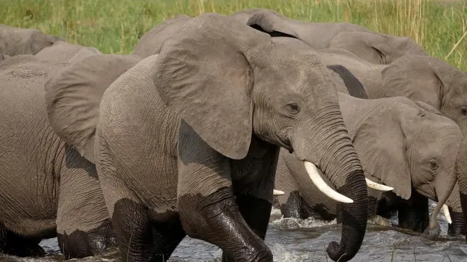 Elephants Up Close