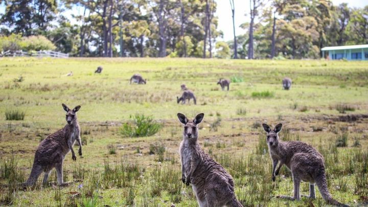 Wild Australia: Kangaroo King