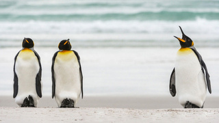 Most Ridiculous Penguins and Other Wildlife